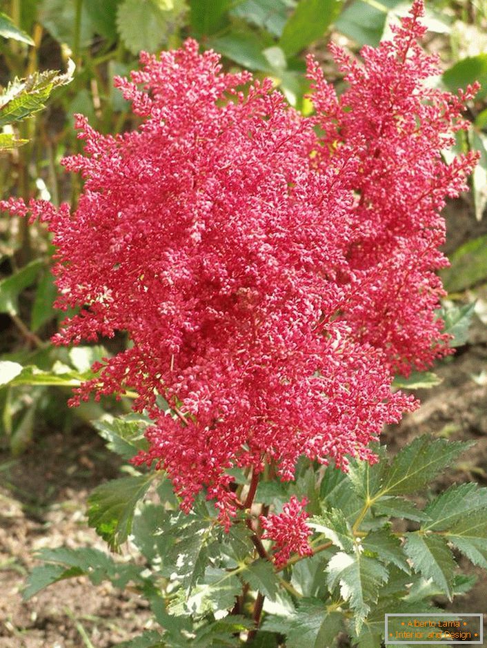 Not yet blossoming is an astilbe of bright pink color.