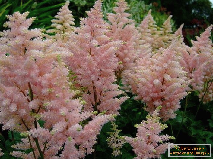 Pale pink astilba is an elegant flower. Delicate buds contrast with the green background.