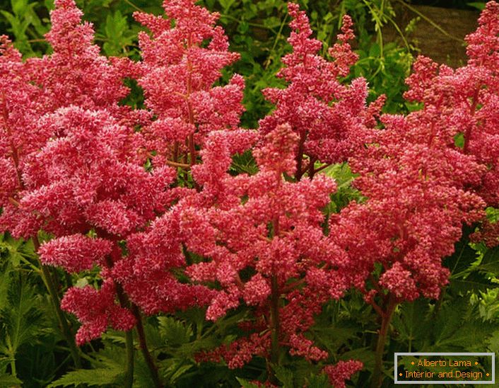 Contrastable Astilbe flowers. The flower is popular among modern gardeners, thanks to lush inflorescences.