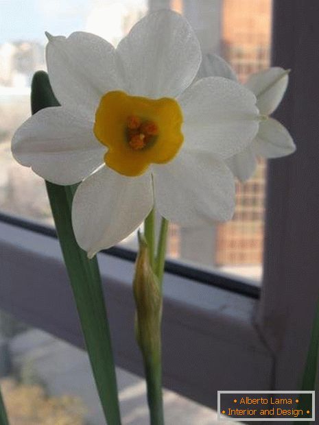 Flower of Narcissus