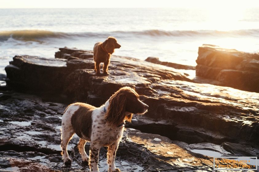 Dogs on the coast