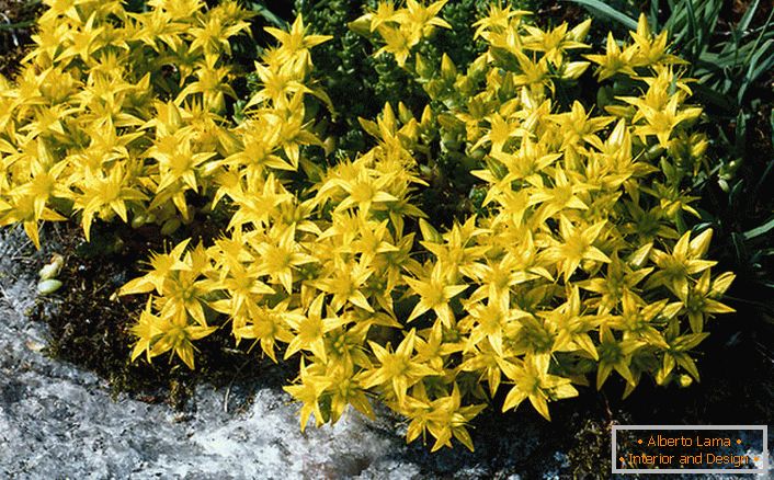 Brightly yellow inflorescences of one of the species of the family of ornamental shrubs are acrid scoria.