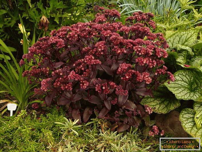 Loved by horticulturists and landscape designers purple purple with a rich color of inflorescences and leaves.