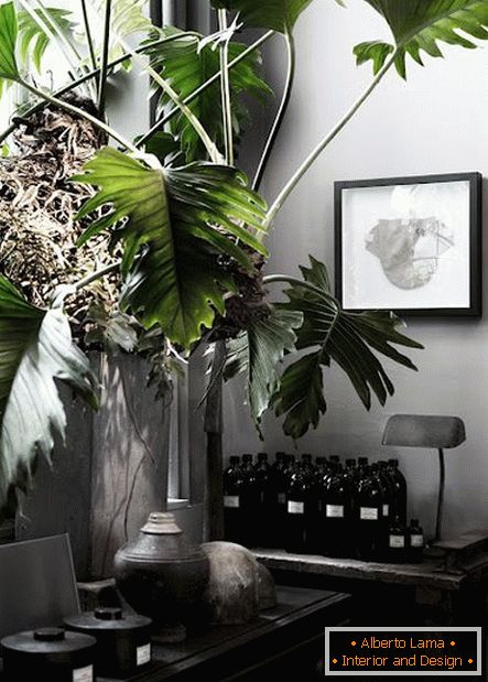 Houseplant with large leaves