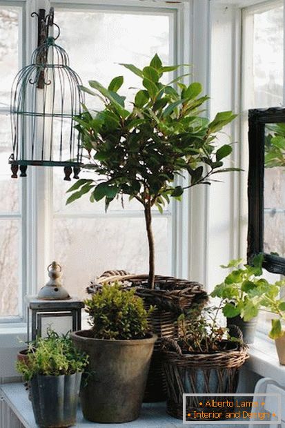 Corner for indoor plants
