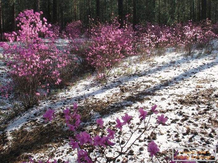 Flowering in early spring