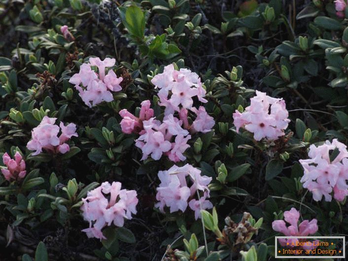 Flowering rhododendron