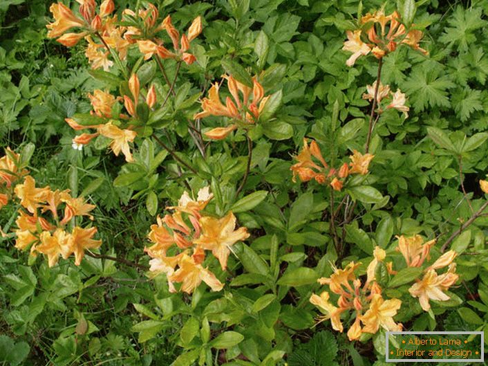 Shrub Rhododendron