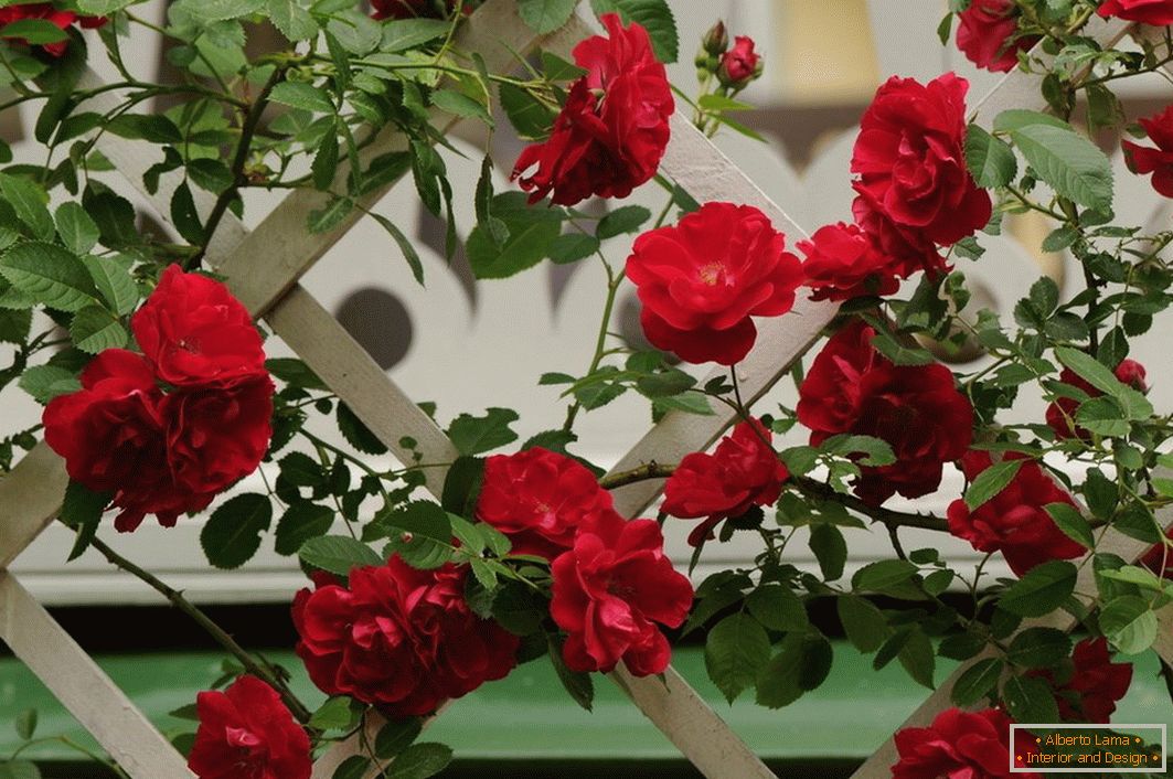 A wicker rose on a decorative patch