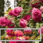 Flowering bush shrubby species of roses