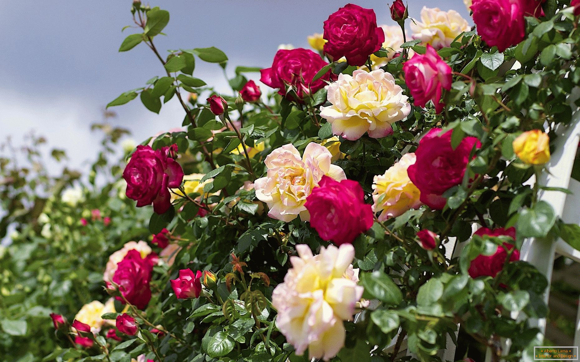 Yellow and red climbing roses