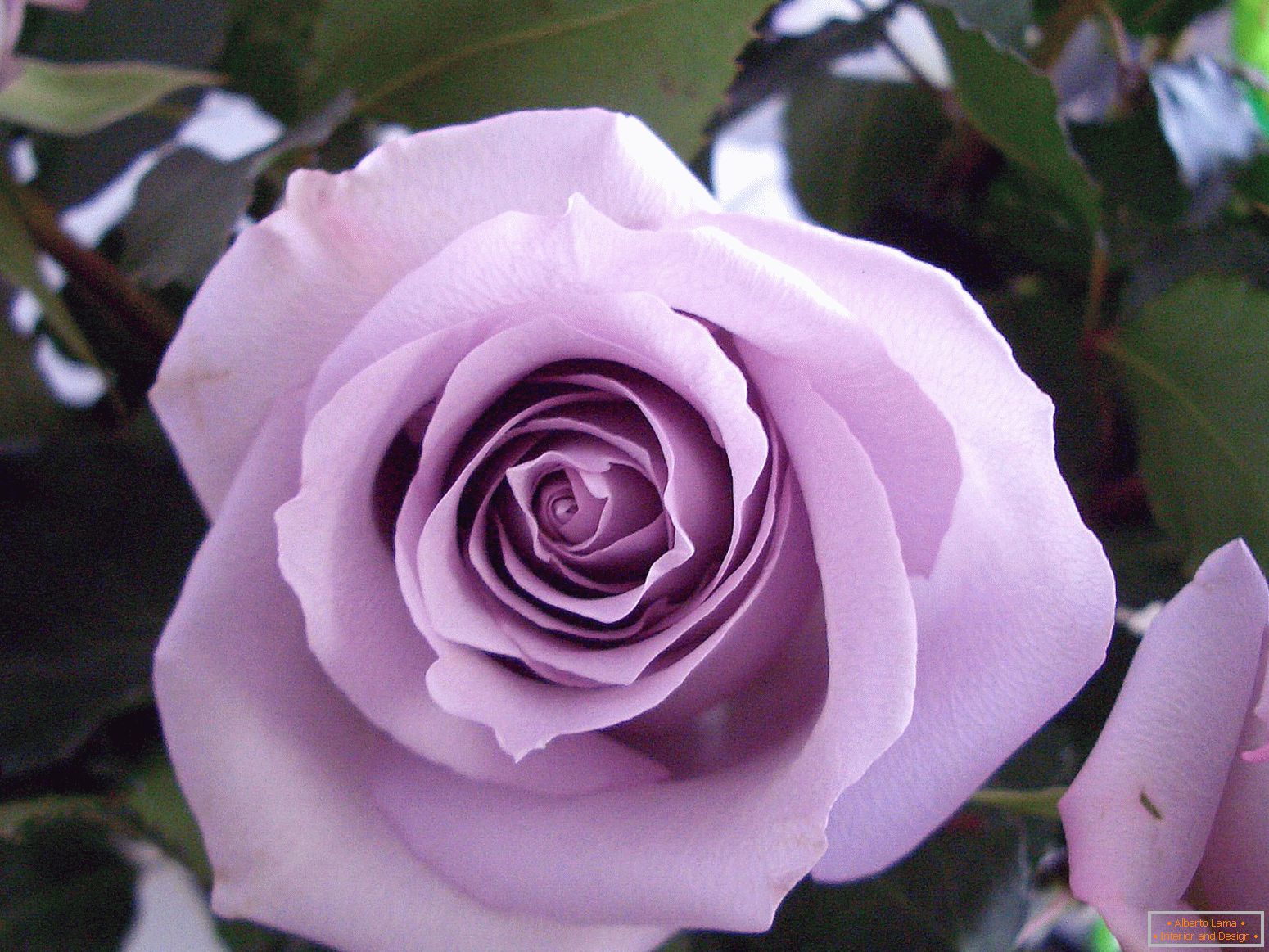 Variety of rose purple