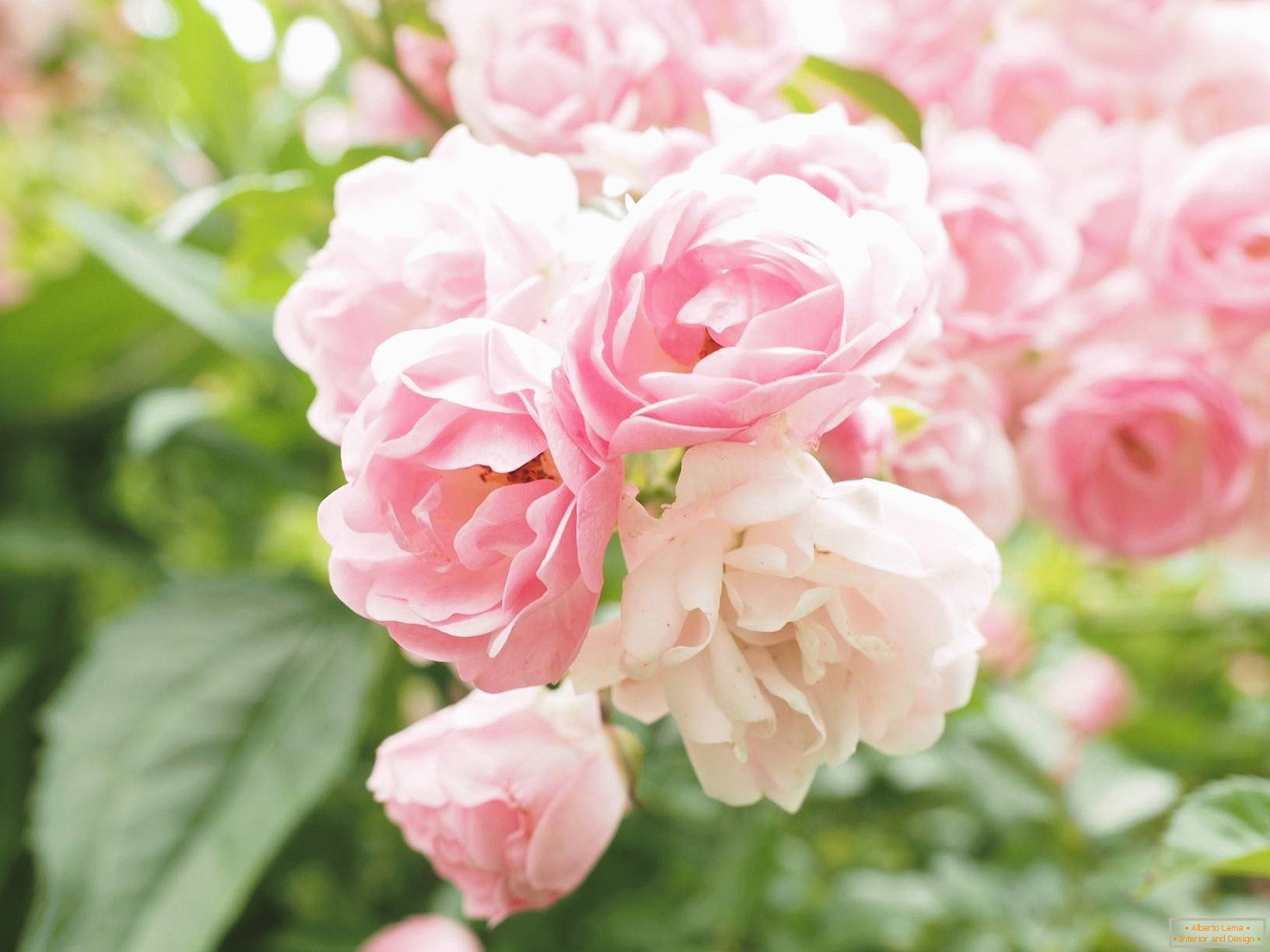 Flowering bush roses