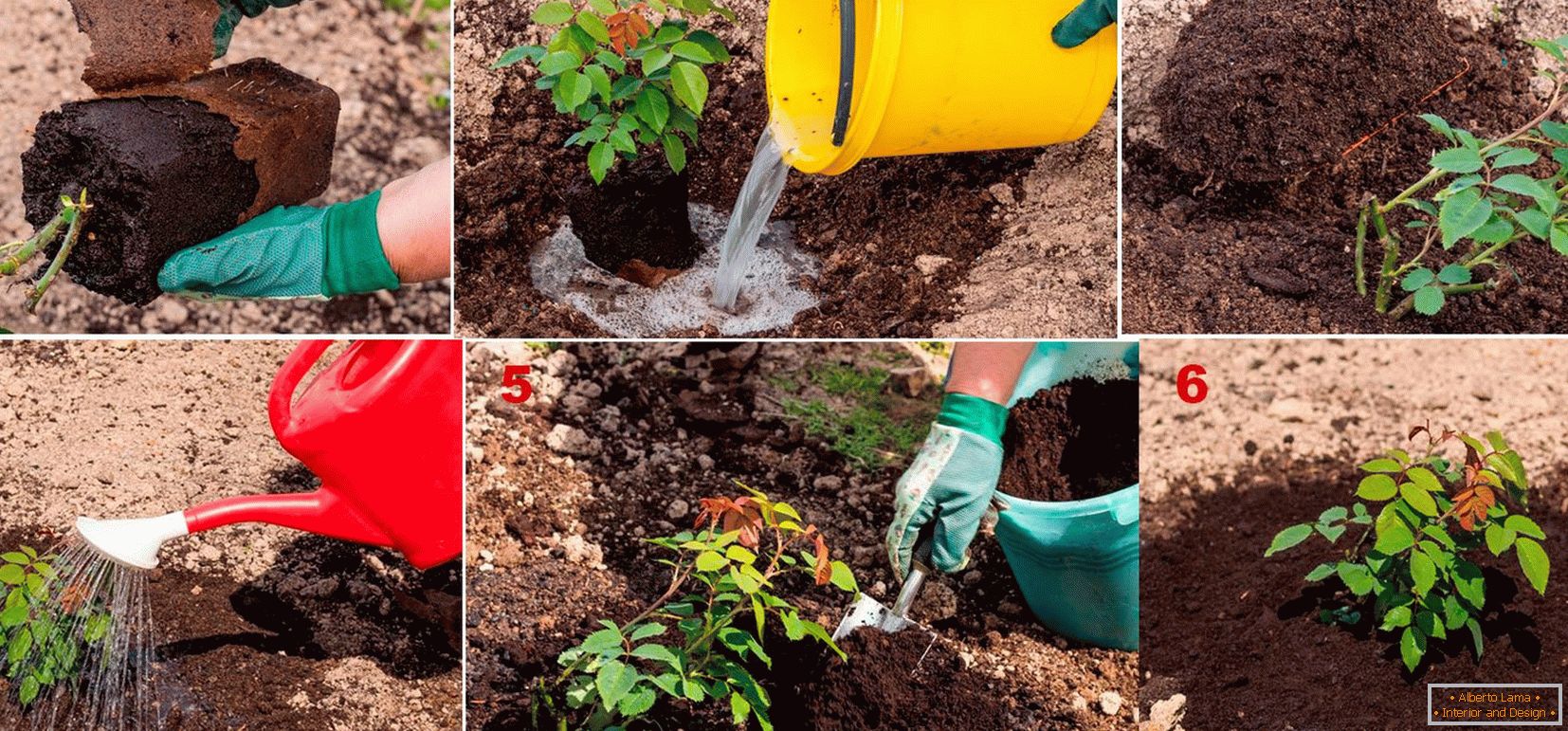 Planting a rose in the garden