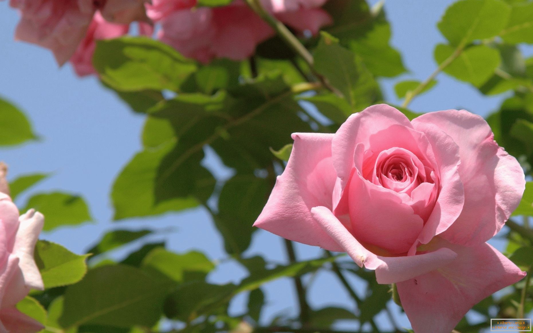 Roses in the design of the garden