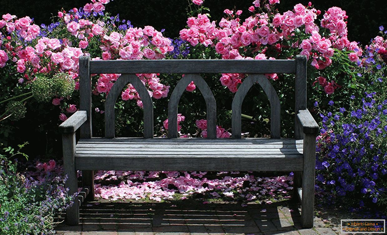 Roses behind a garden bench