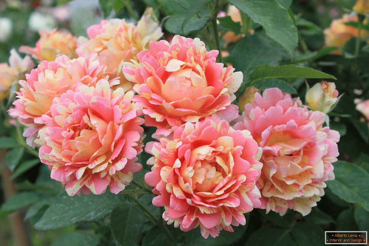 Unusual variety of roses