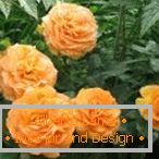 Double Orange Roses