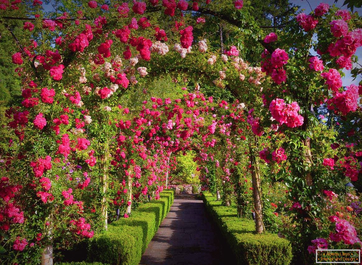 Roses in vertical gardening
