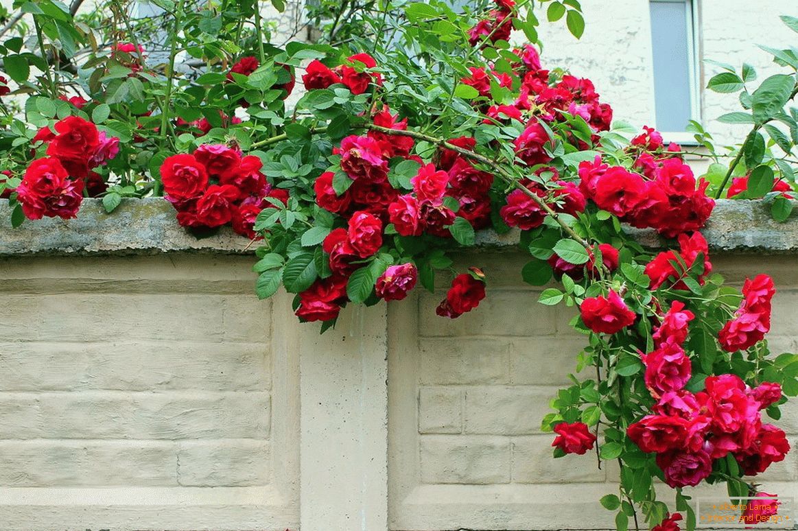 Climbing roses on the balcony