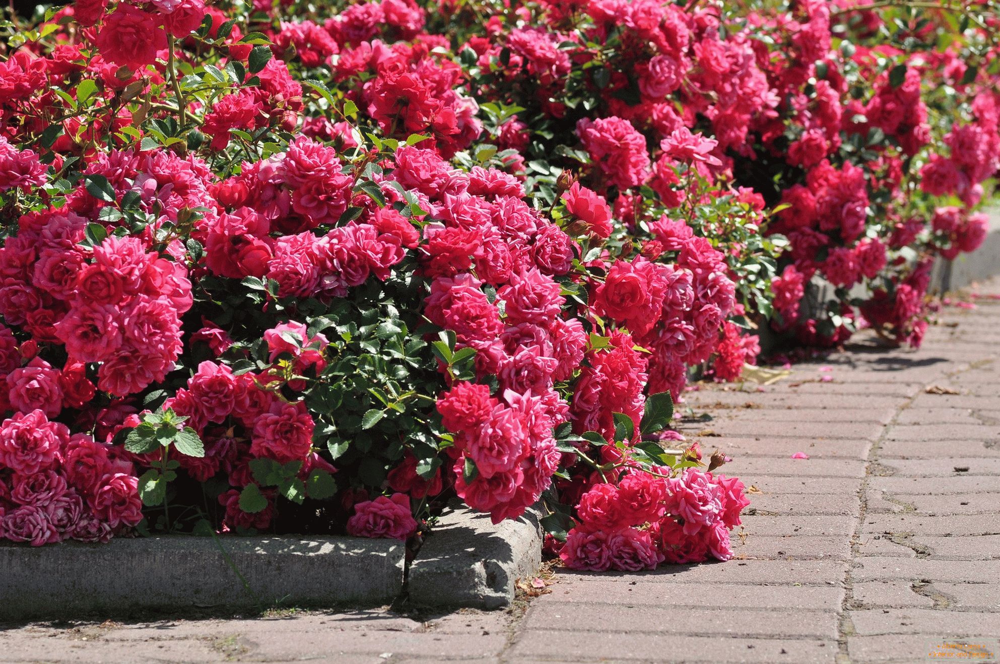 Border roses