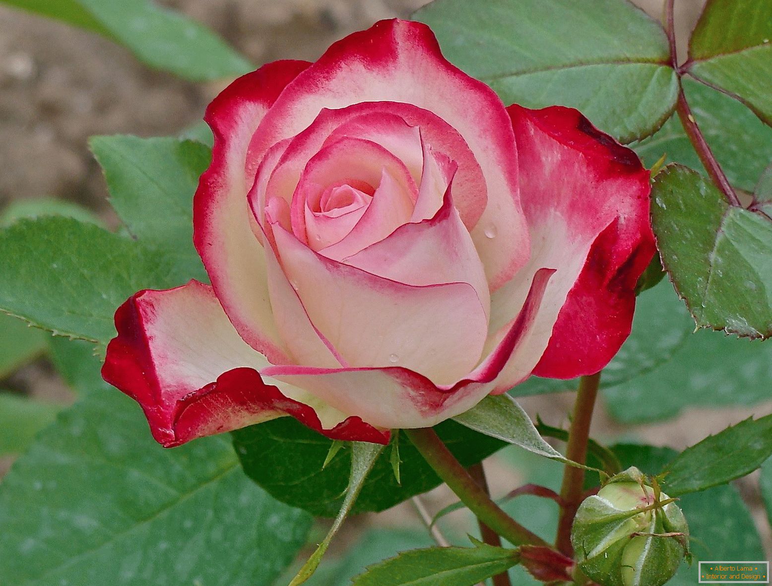 Red and white rose