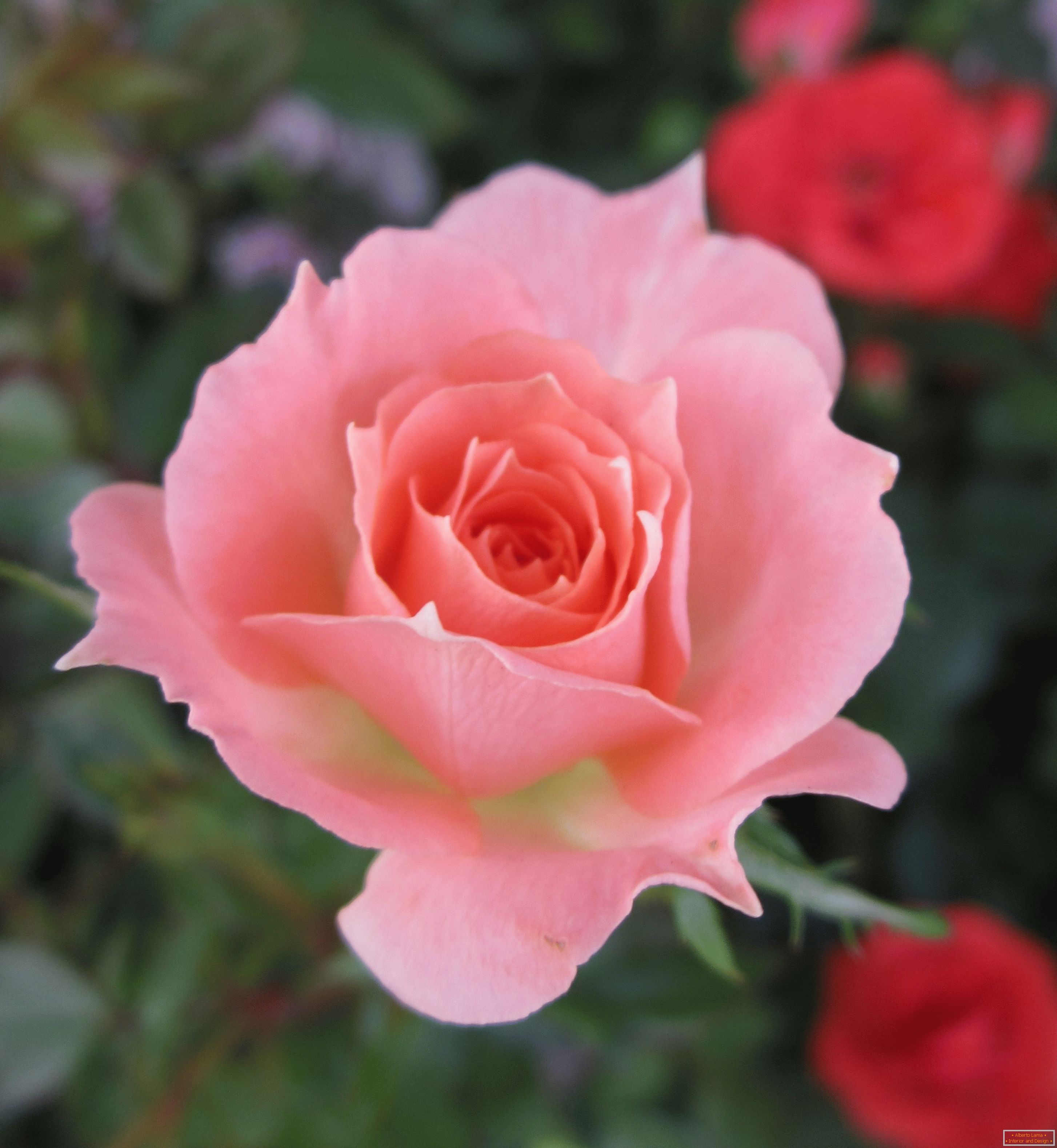 Rose of a pink shade in an environment of red flowers