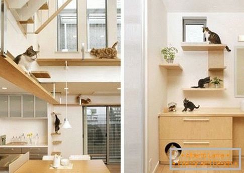 Shelves for cats