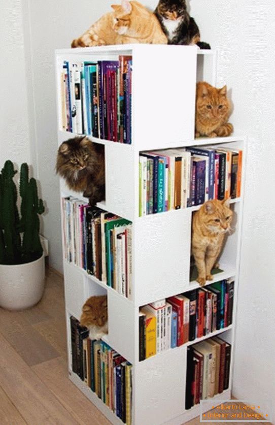 Shelves for cats в книжном стеллаже