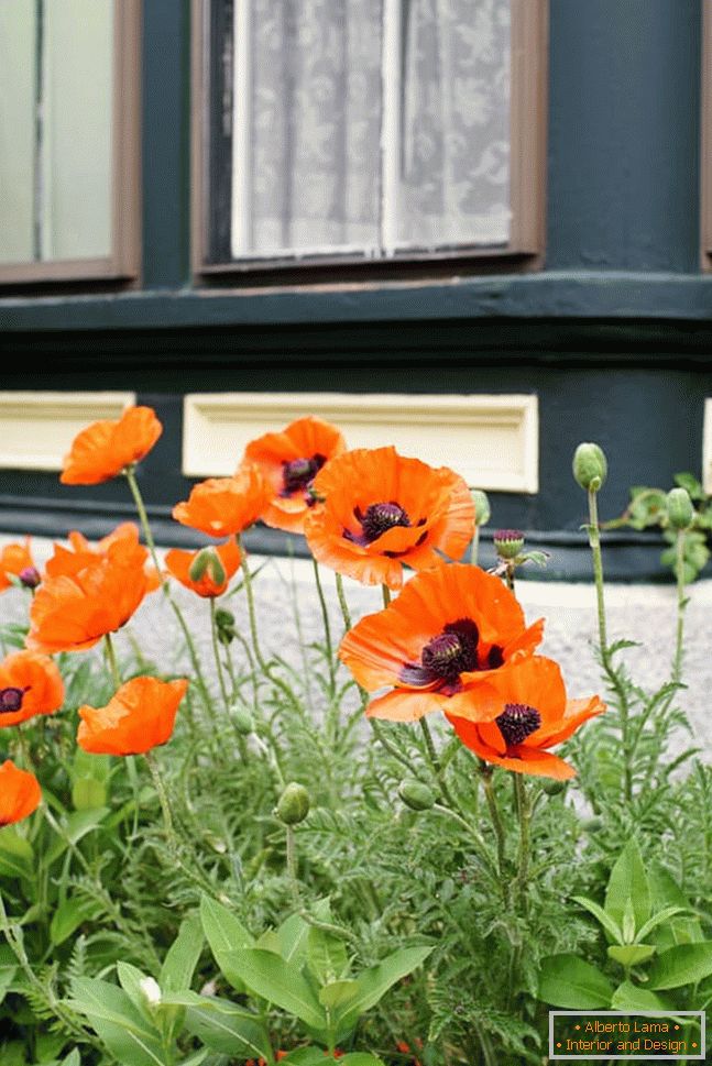A bush of poppies near the house