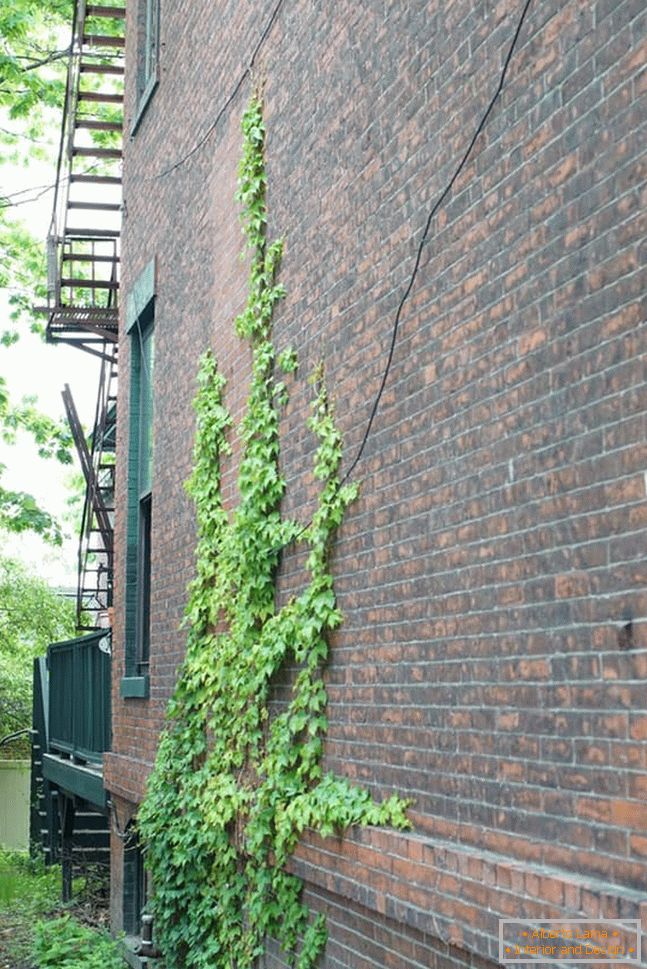 Curly ivy on a brick wall