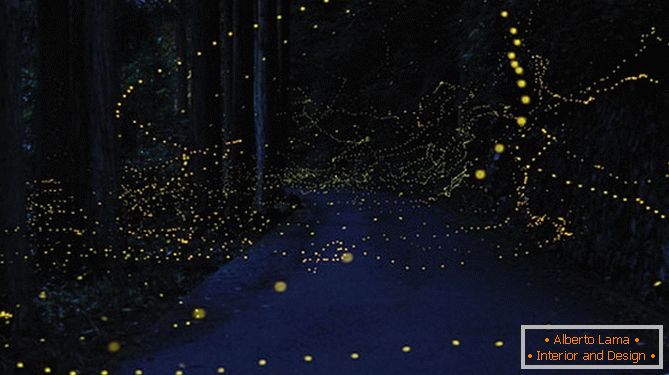 Fabulous golden fireflies