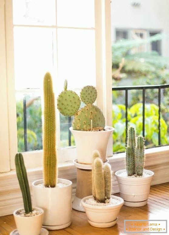 Cacti in the interior