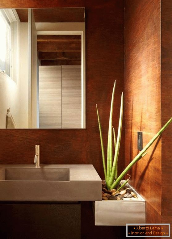 Aloe vera in a modern bathroom