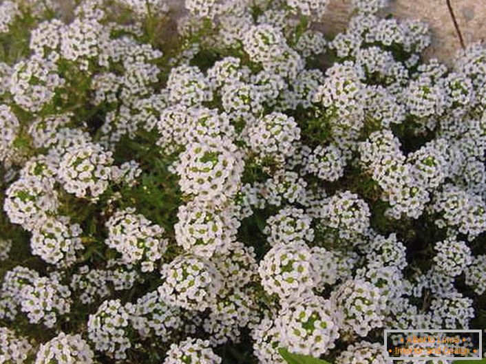 Alyssum has been planted over the house for many years. A subtle design concept is embodied using white inflorescences.