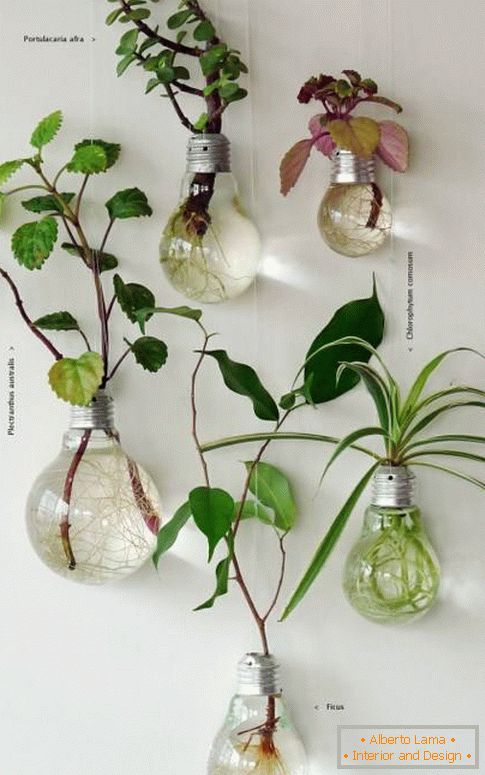 How interesting to put indoor plants