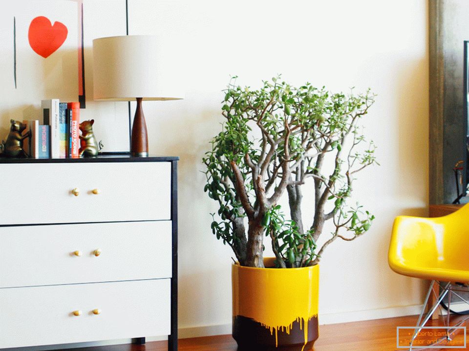 Indoor plants in the interior