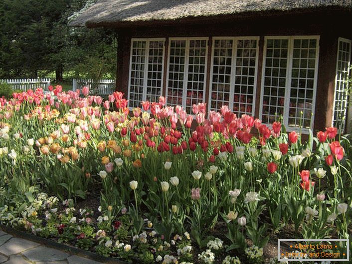 Tulips in the courtyard of the house