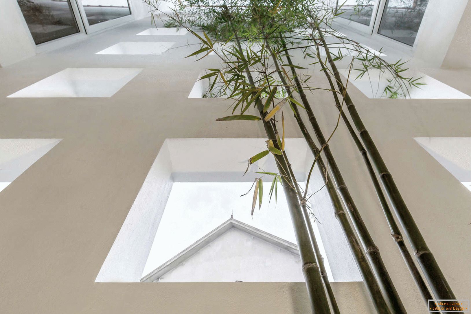 Bamboo in a narrow concrete house