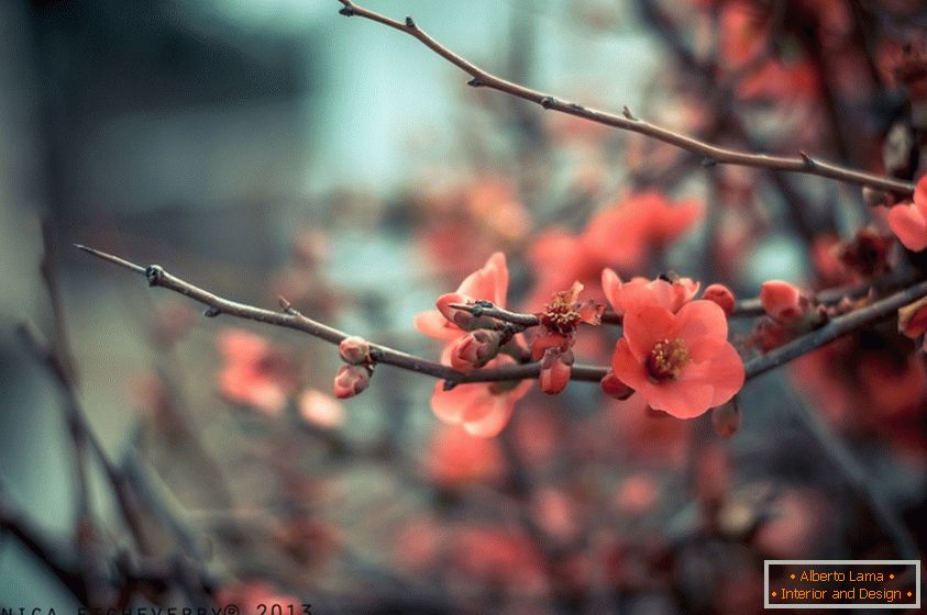 Tree branch with red flowers
