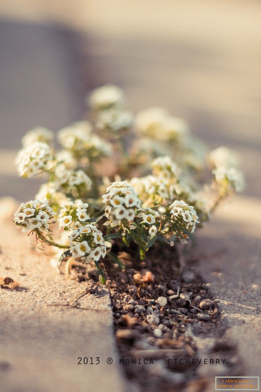 Small white flowers