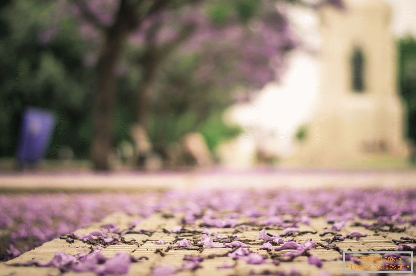 Lilac petals on asphalt