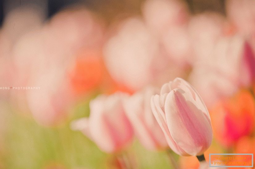 Delicate photo of tulips