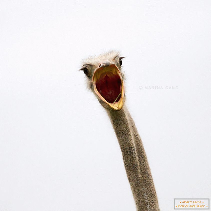 The ostrich is shocked!