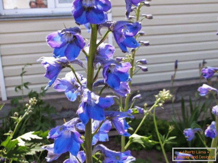 Delphinium in the courtyard of the house