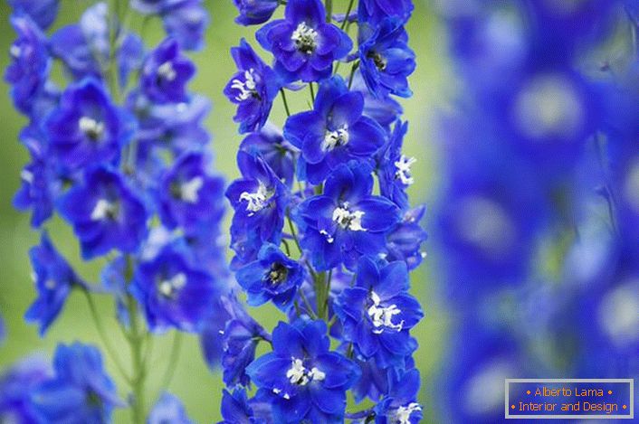 Decorative delphinium in the courtyard