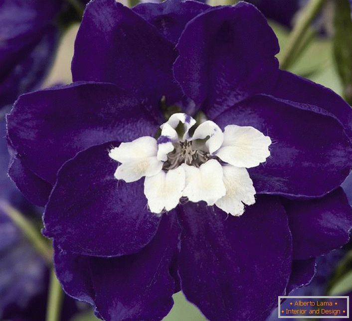 Dark purple dolphinium flowers