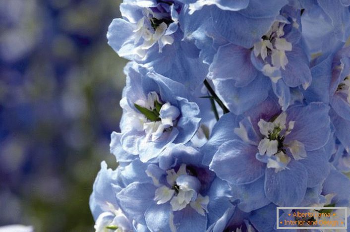 Blue and white buds of the Delphinium