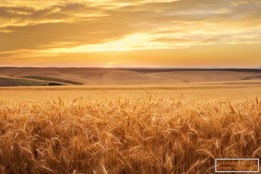 Golden wheat field from photographer Brent Elsberry