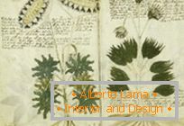 Mysterious manuscript of Voynich
